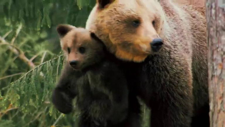 Still image for If I Were an Animal season 1 episode 23: If I Were a Brown Bear Still image for If I Were an Animal season 1 episode 23: If I Were a Brown Bear