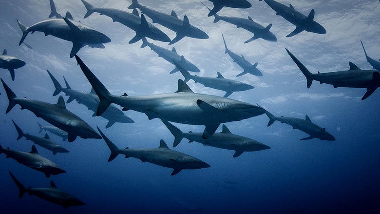 Imatge de Extinct or Alive: Land of the Lost Sharks