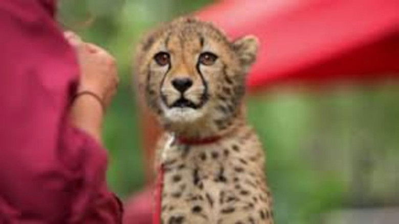 Still image for The Zoo: San Diego season 1 episode 3: Yeti and the Cubs Still image for The Zoo: San Diego season 1 episode 3: Yeti and the Cubs