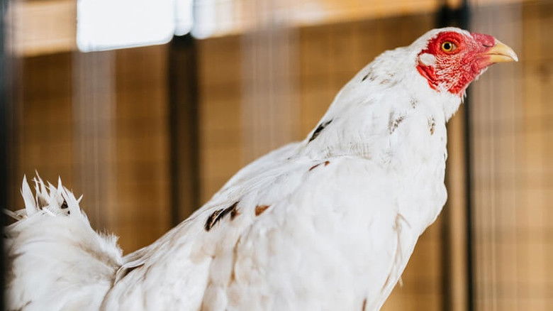 Still image for Saved By The Barn season 1 episode 3: Cockfight Club Still image for Saved By The Barn season 1 episode 3: Cockfight Club