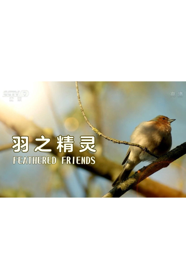 Feathered Friends background