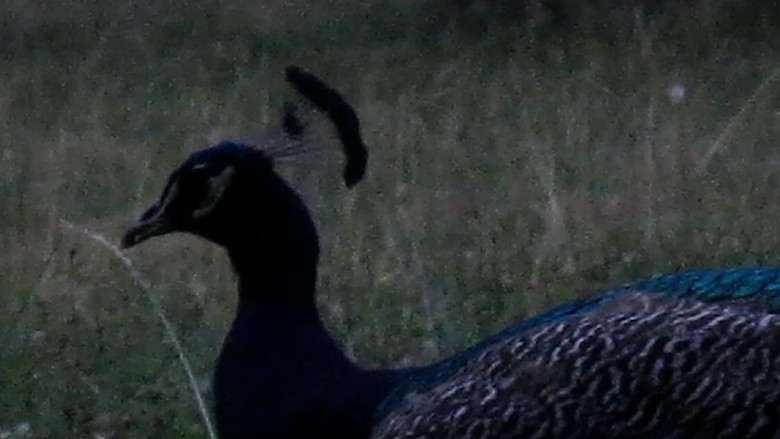 Imatge de Les oiseaux de l'Est