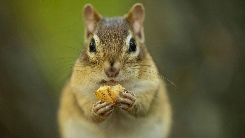 Still image for A Year on Planet Earth season 1 episode 4: Autumn Still image for A Year on Planet Earth season 1 episode 4: Autumn