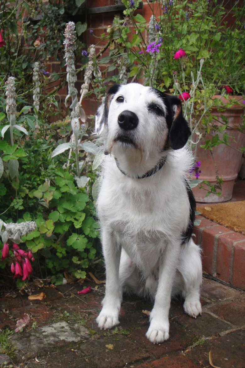 Sykes portrait image