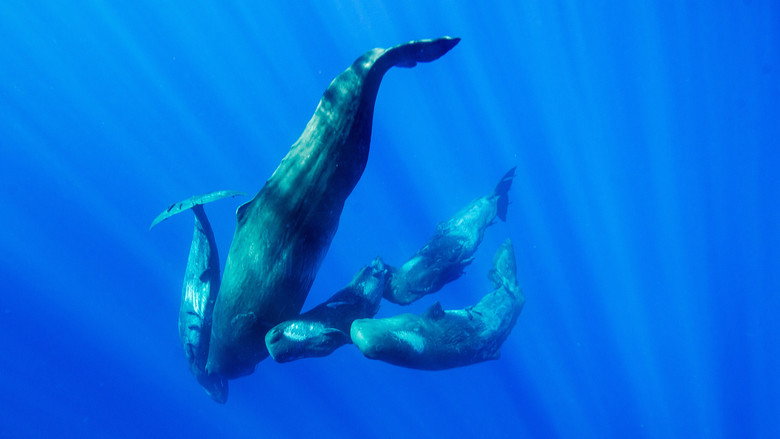Whale vs Squid