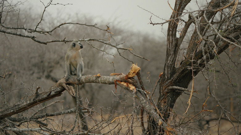 Image d'arrière-plan 3 du film Elephant in the Room
