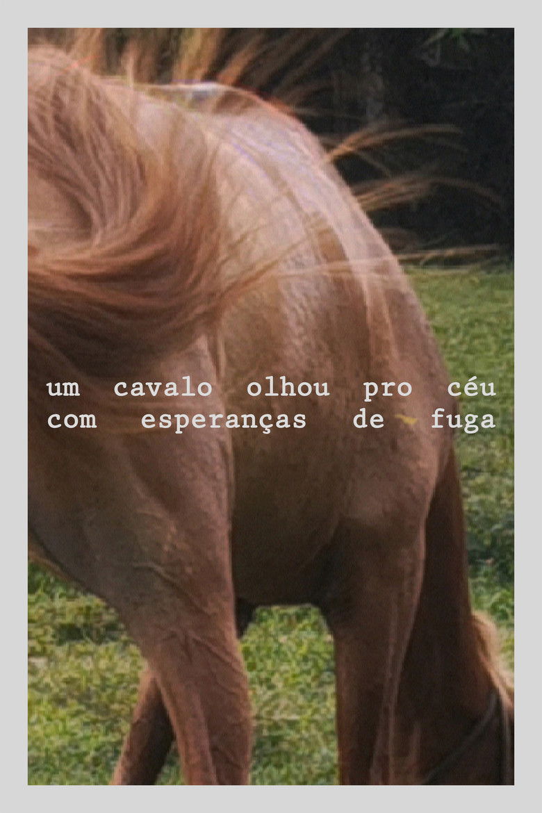 Imatge de Um cavalo olhou pro céu com esperanças de fuga