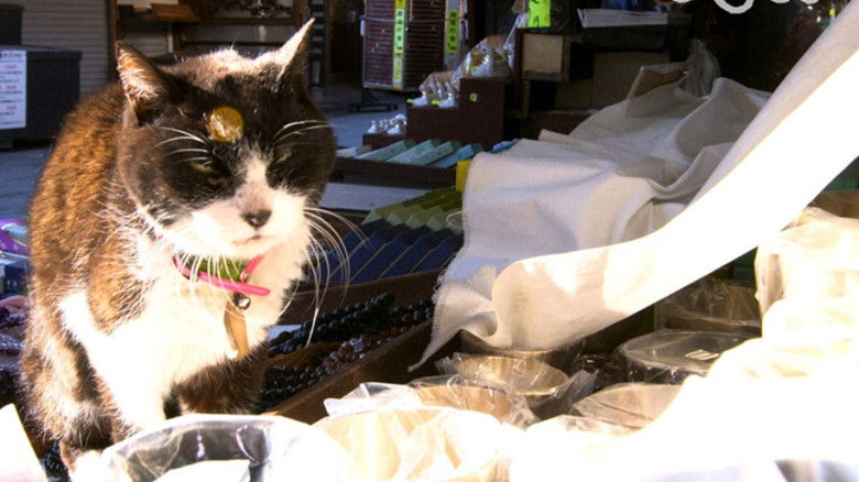 Still image for Mitsuaki Iwago's World “Cats” Travelogue season 1 episode 95: In the scent of downtown Tokyo Still image for Mitsuaki Iwago's World “Cats” Travelogue season 1 episode 95: In the scent of downtown Tokyo