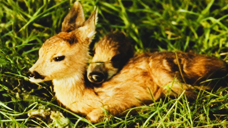 The Vanishing World image 6