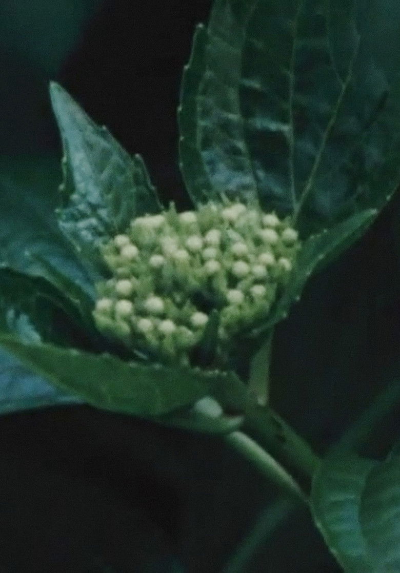 Imatge de あじさいならい