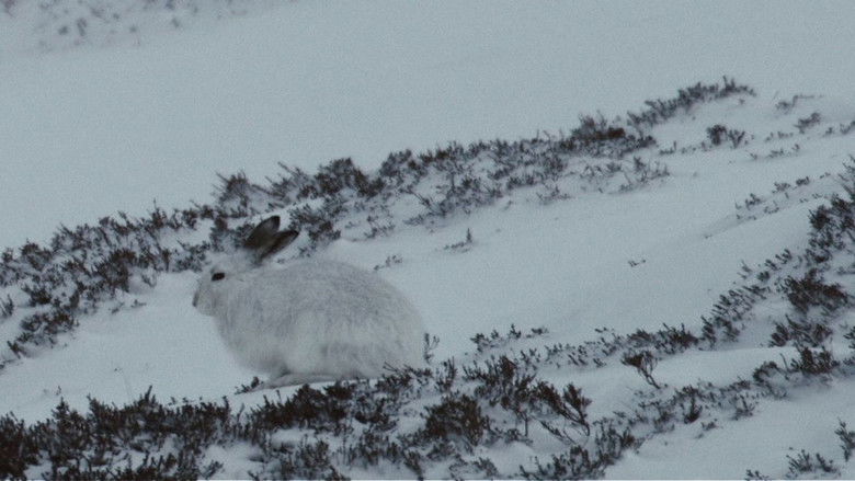 Still image for Europe's Great Wilderness season 1 episode 1: Life Below Zero Still image for Europe's Great Wilderness season 1 episode 1: Life Below Zero