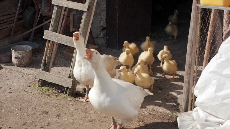 Still image for Co naše babičky uměly a na co my jsme zapomněli season 1 episode 13: Episode 13