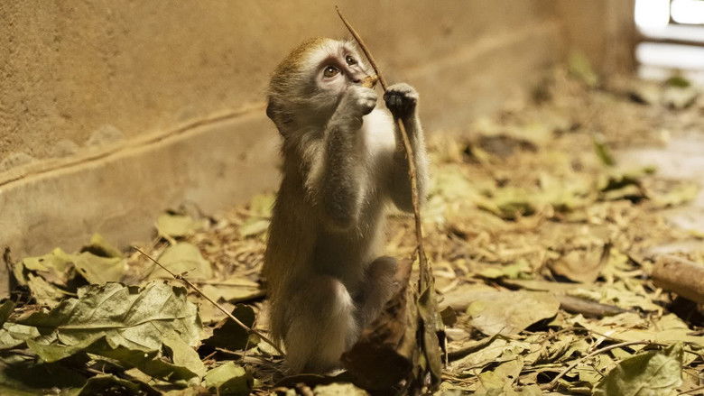 Still image for Malawi Wildlife Rescue season 1 episode 2: Monkey Madness