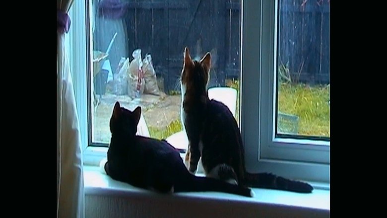 Stray Signals (2025)