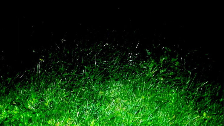 the forest of great mystery and emptiness