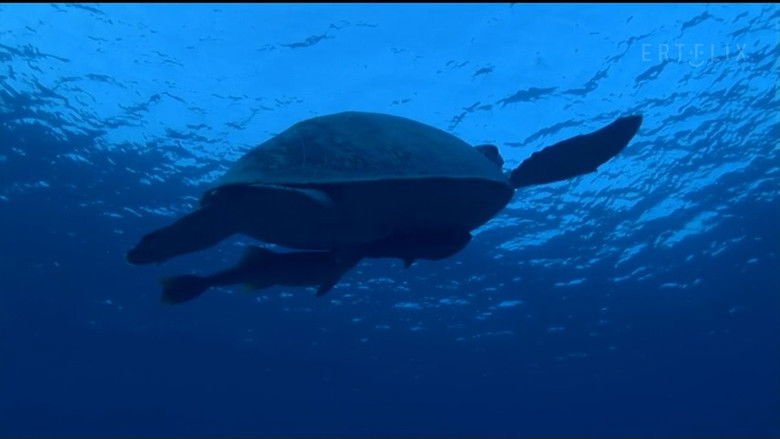 Still image for If I Were an Animal season 1 episode 34: If I Were a Tortoise Still image for If I Were an Animal season 1 episode 34: If I Were a Tortoise