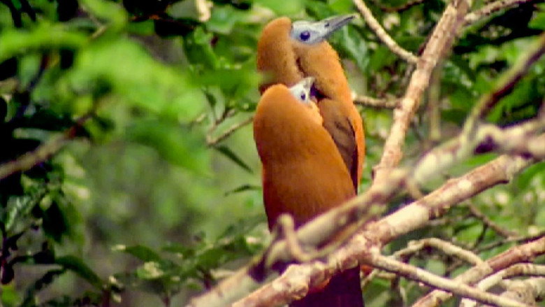 Still from The Life of Birds - Season 1 Episode 7