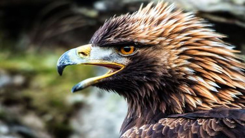 Still image for Wild Britain season 1 episode 7: Islands Still image for Wild Britain season 1 episode 7: Islands