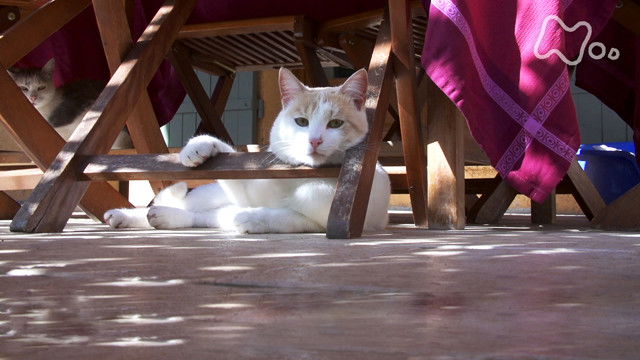 Still image for Mitsuaki Iwago's World “Cats” Travelogue season 1 episode 15: Rural Southern France Still image for Mitsuaki Iwago's World “Cats” Travelogue season 1 episode 15: Rural Southern France