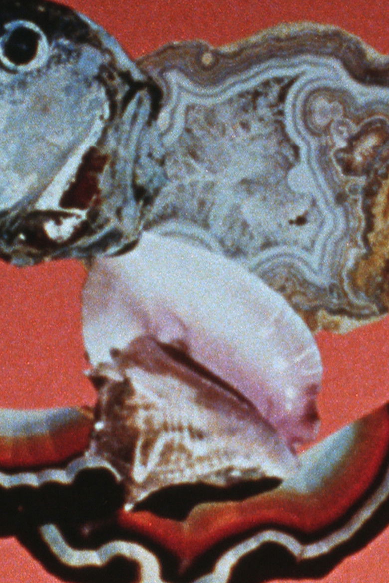 Imatge de The Light Fantastic Picture Show