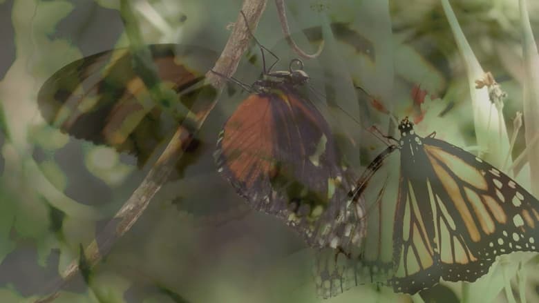 Las mariposas vuelan (2022)