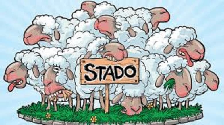 Stado