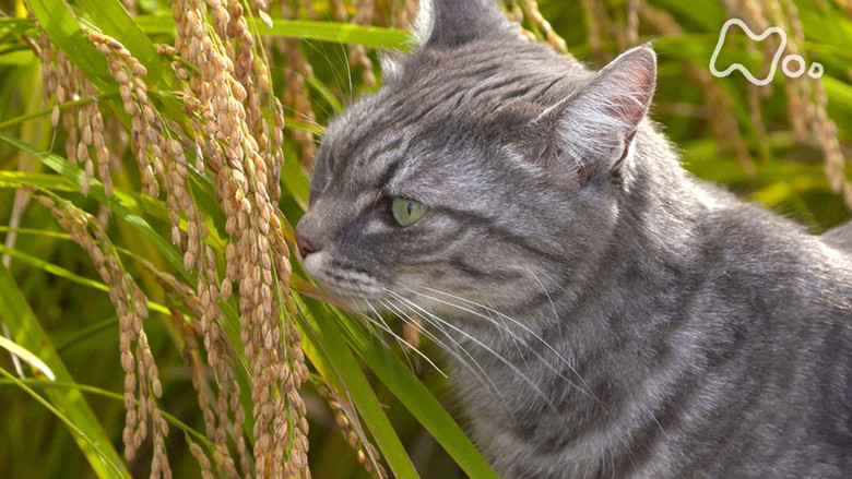 Still image for Mitsuaki Iwago's World “Cats” Travelogue season 1 episode 104: Toyama Still image for Mitsuaki Iwago's World “Cats” Travelogue season 1 episode 104: Toyama