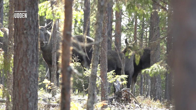 Still image for Den stora älgvandringen season 1 episode 6: Slow tv day 6