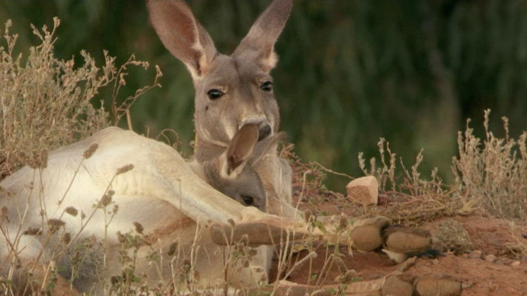 Still image for If I Were an Animal season 1 episode 44: If I Were a Kangaroo Still image for If I Were an Animal season 1 episode 44: If I Were a Kangaroo