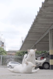 Cercanias / Gatos (2021)