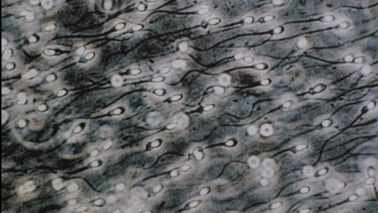 Cyclops: sahne