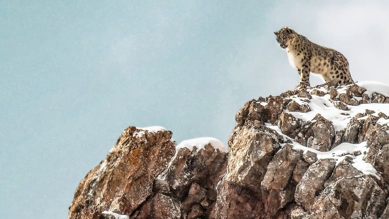 El leopardo de las nieves (2021)