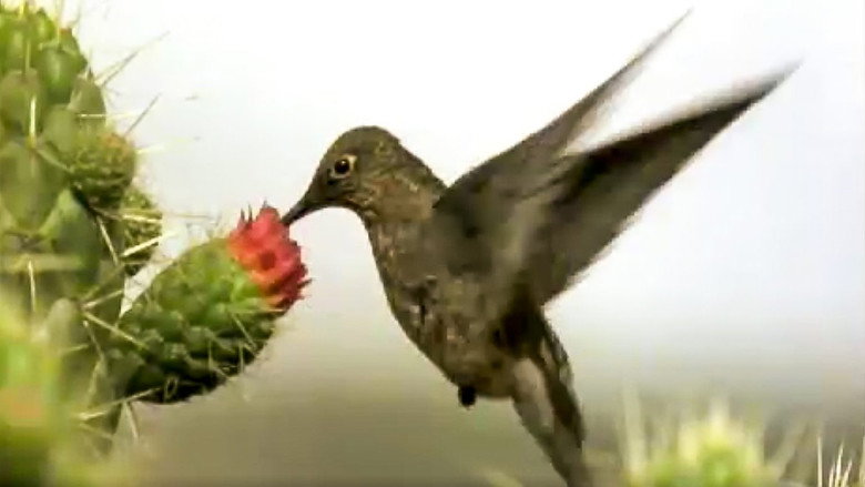 Still from The Life of Birds - Season 1 Episode 2