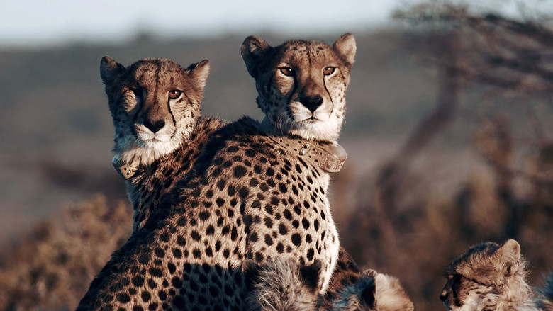 Still image for Cheetahs United season 1 episode 1: Nine Cubs