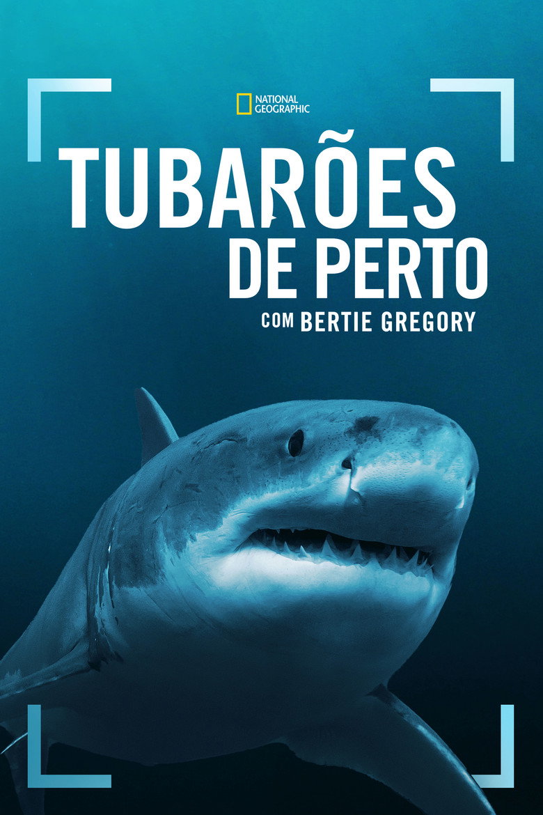 Tubarões de Perto com Bertie Gregory