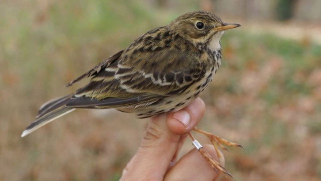 Still image for The National Geographic Guide to Birding in North America season 1 episode 23: Birds and People