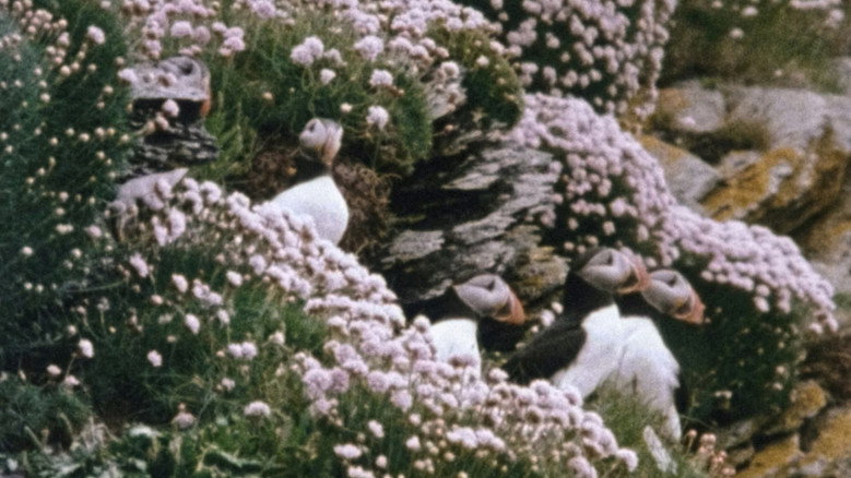 Still from Beara