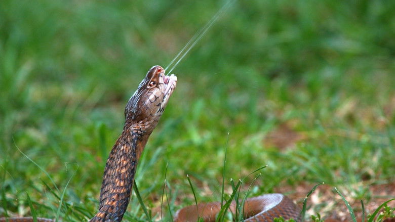 Still image for Deadly Hunters season 1 episode 2: Venom Still image for Deadly Hunters season 1 episode 2: Venom