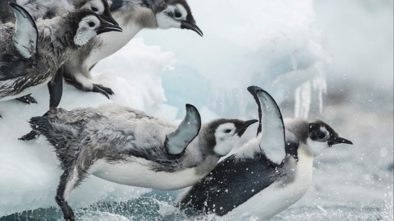 Antarctica, in the footsteps of the Emperor (2016)