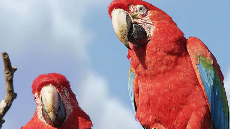 Still image for Brazil Untamed season 1 episode 2: Bird Paradise Still image for Brazil Untamed season 1 episode 2: Bird Paradise