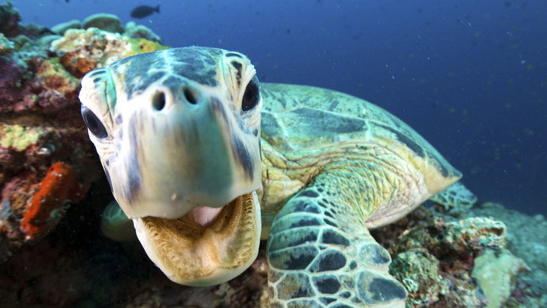 Still from Blue Planet II - Season 1 Episode 3