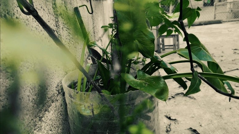 Plants And Nothing Else (2023)