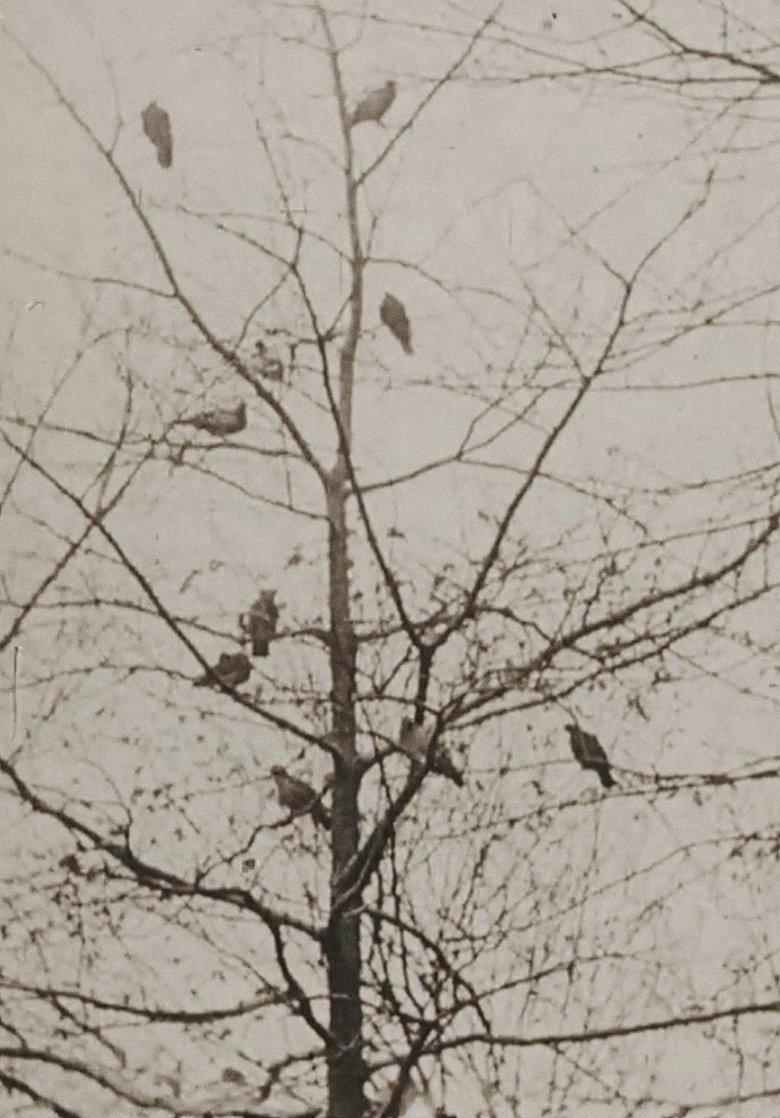 The Aviary main poster