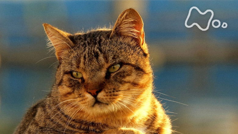 Still image for Mitsuaki Iwago's World “Cats” Travelogue season 1 episode 80: Athens Still image for Mitsuaki Iwago's World “Cats” Travelogue season 1 episode 80: Athens