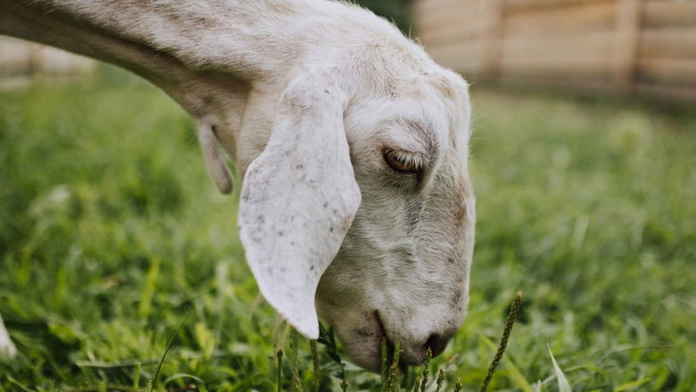 Still image for Saved By The Barn season 1 episode 4: House Fire Rescue Still image for Saved By The Barn season 1 episode 4: House Fire Rescue