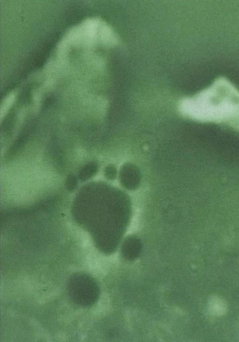 Imatge de Electronic Processes - In Crystal and Living Organism