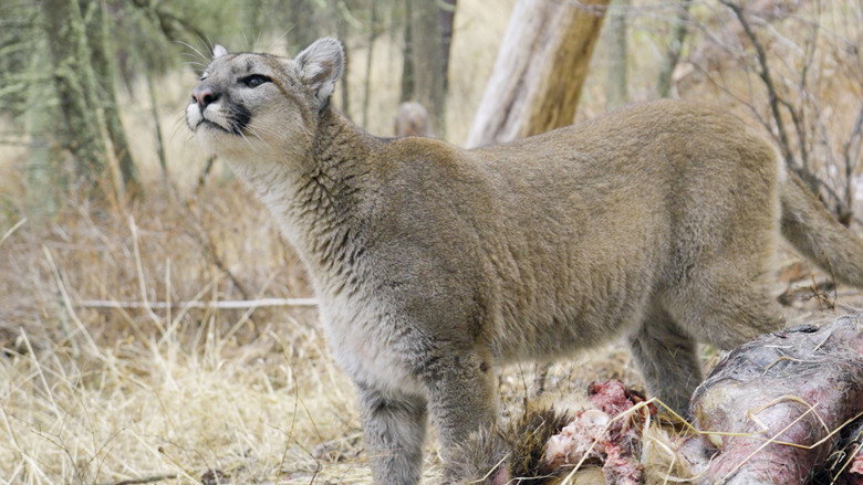 Willow: Diary of a Mountain Lion