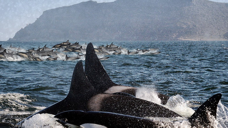Imatge de Killer Whales: the Mega Hunt