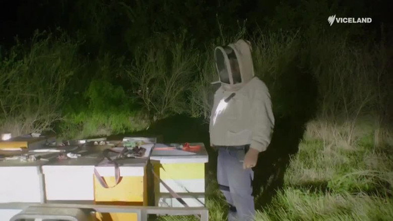Bee Expansion