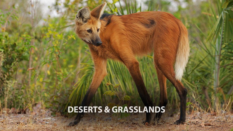 Still from Planet Earth III - シーズン 1 エピソード 3